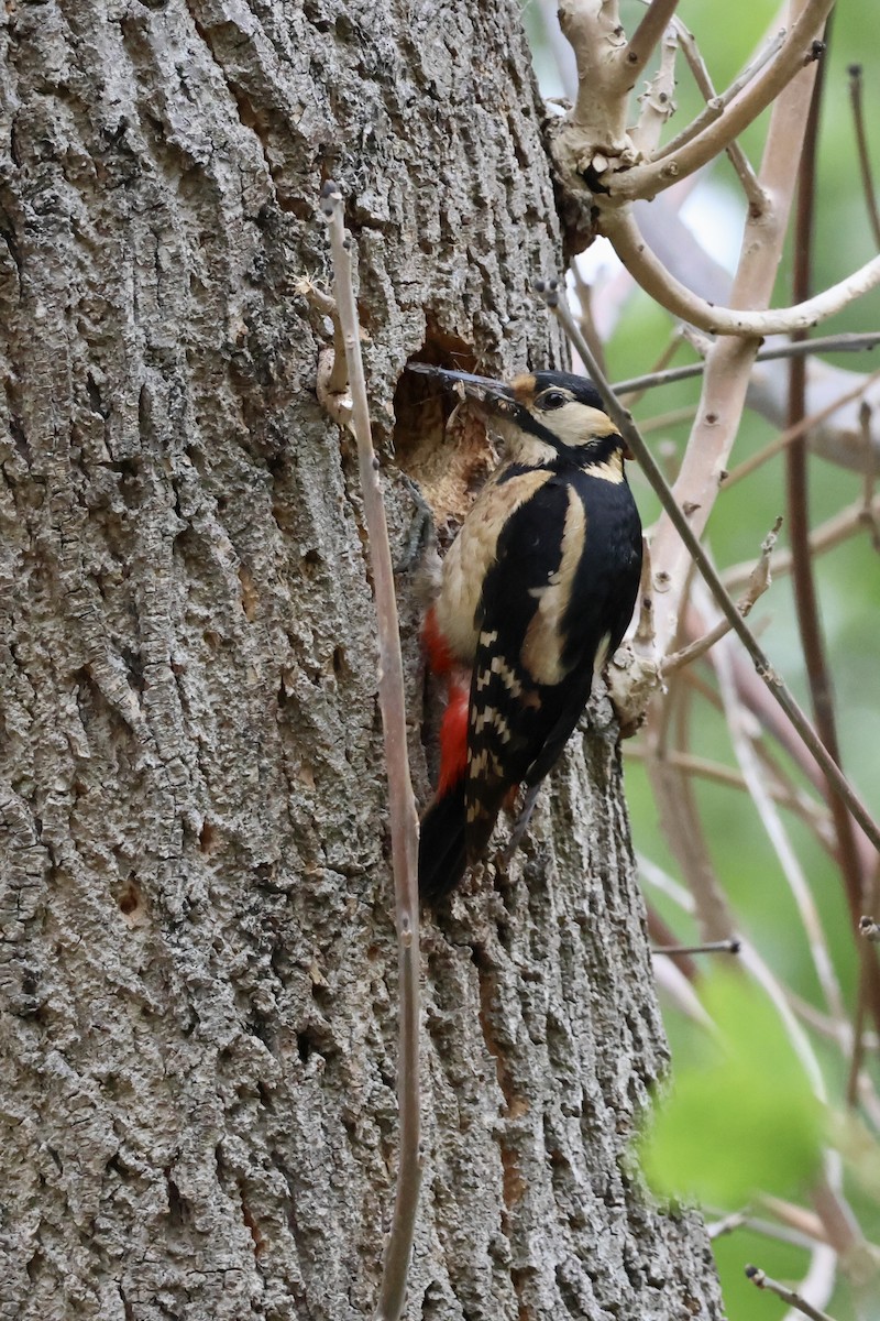 Great Spotted Woodpecker (Great Spotted) - ML635839697