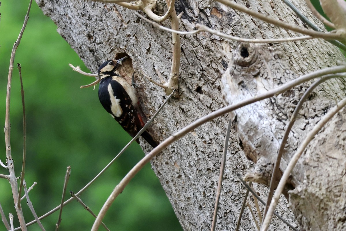 Great Spotted Woodpecker (Great Spotted) - ML635839698
