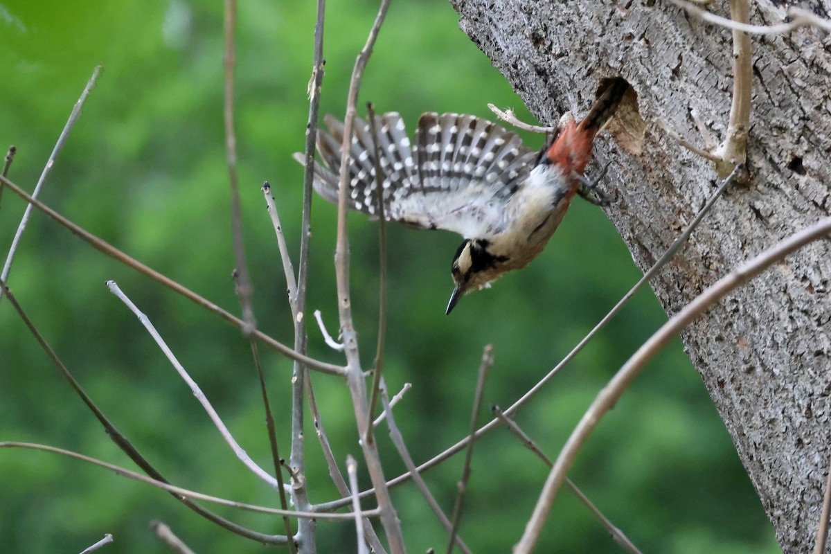Great Spotted Woodpecker (Great Spotted) - ML635839699
