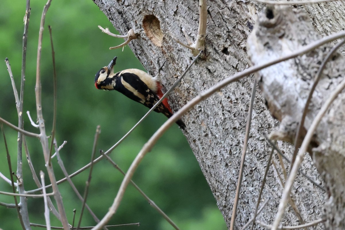 Great Spotted Woodpecker (Great Spotted) - ML635839700