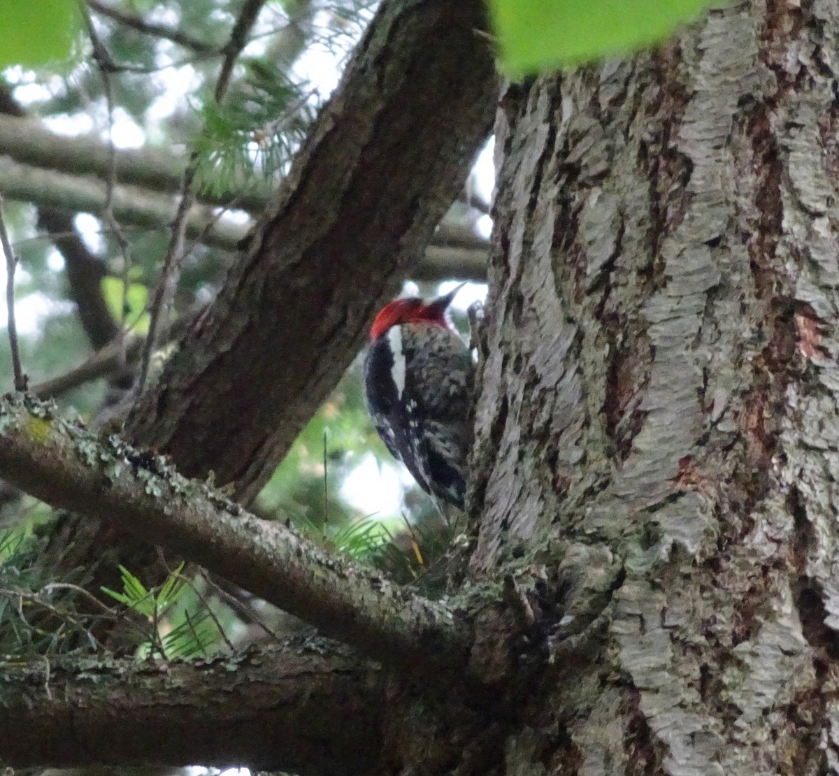 Red-breasted Sapsucker - ML635839728