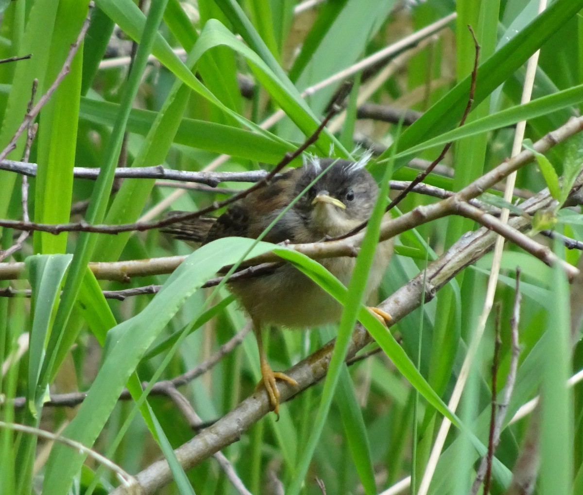 Marsh Wren - ML635839749