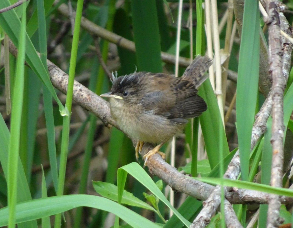 Marsh Wren - ML635839750
