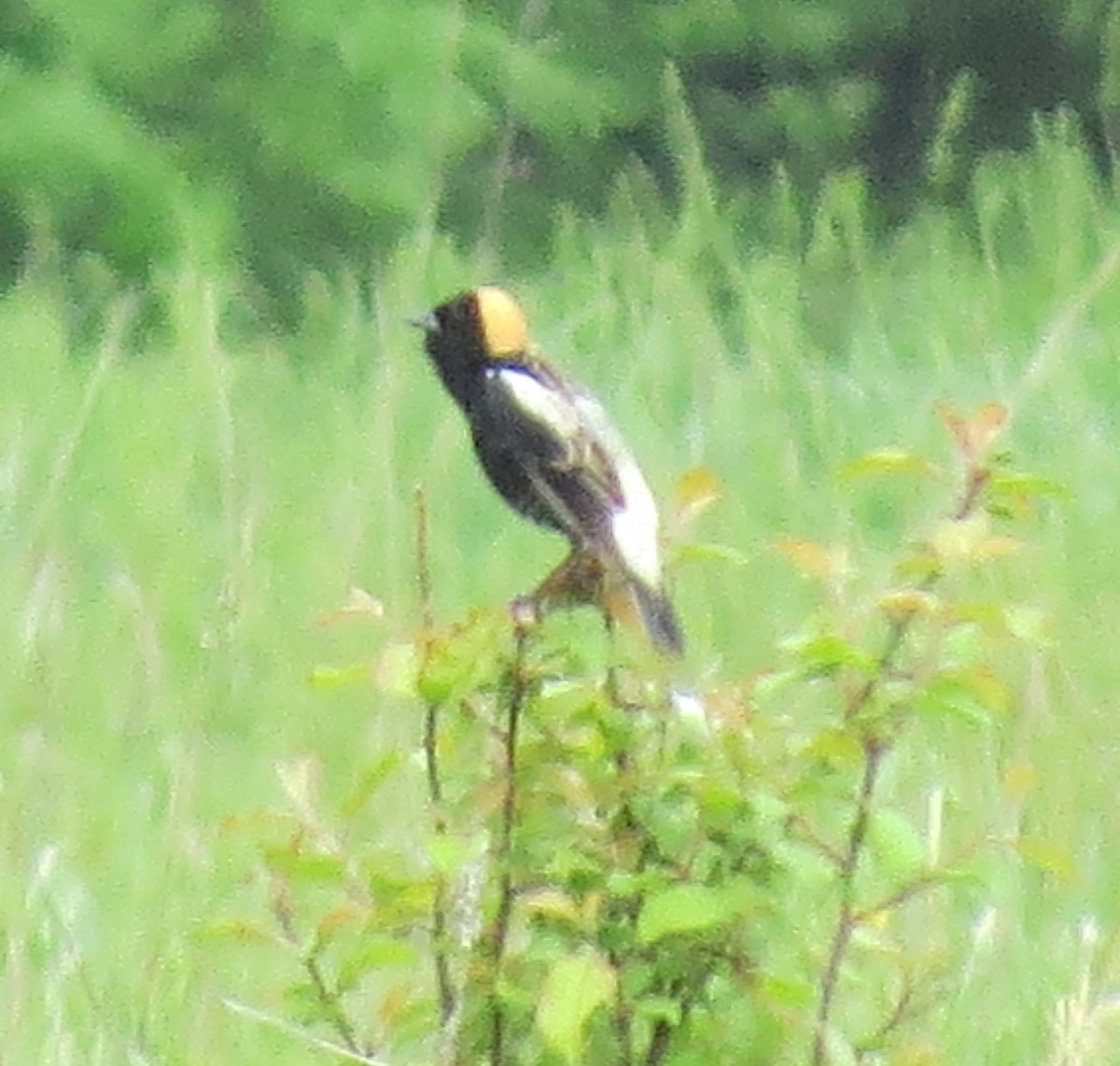 Bobolink - ML635839767