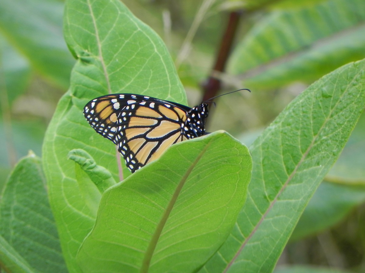 Insects - ML635839857
