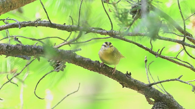 Worm-eating Warbler - ML635839862