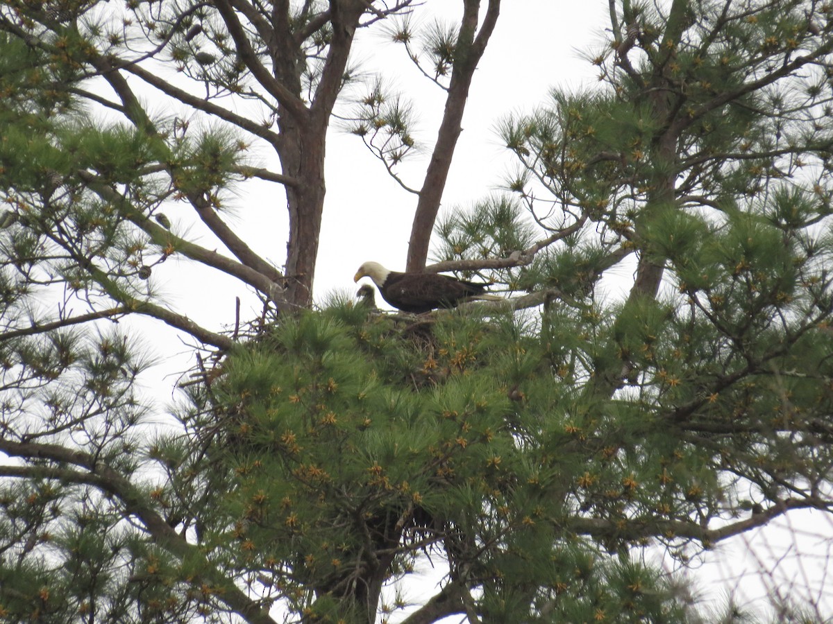 Bald Eagle - ML635839890