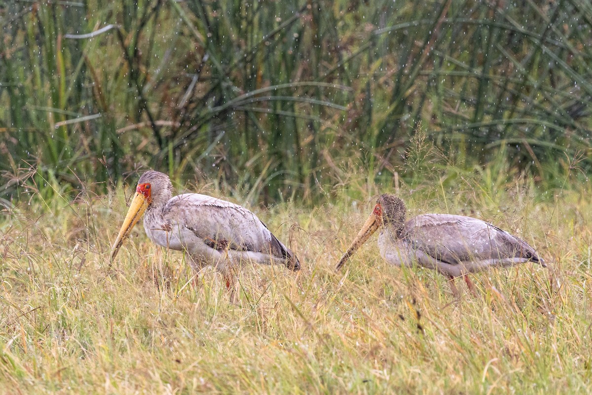 Yellow-billed Stork - ML635839946