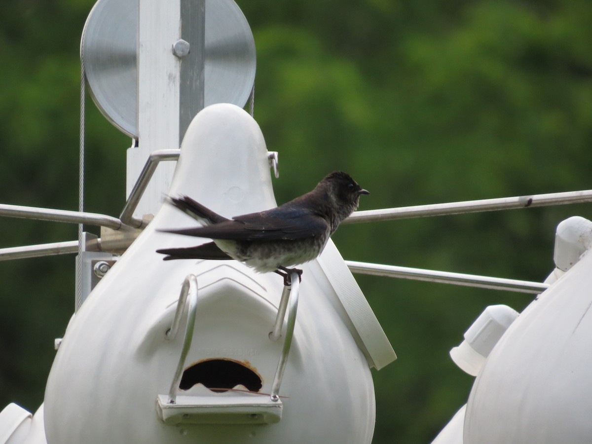 Purple Martin - ML635840021