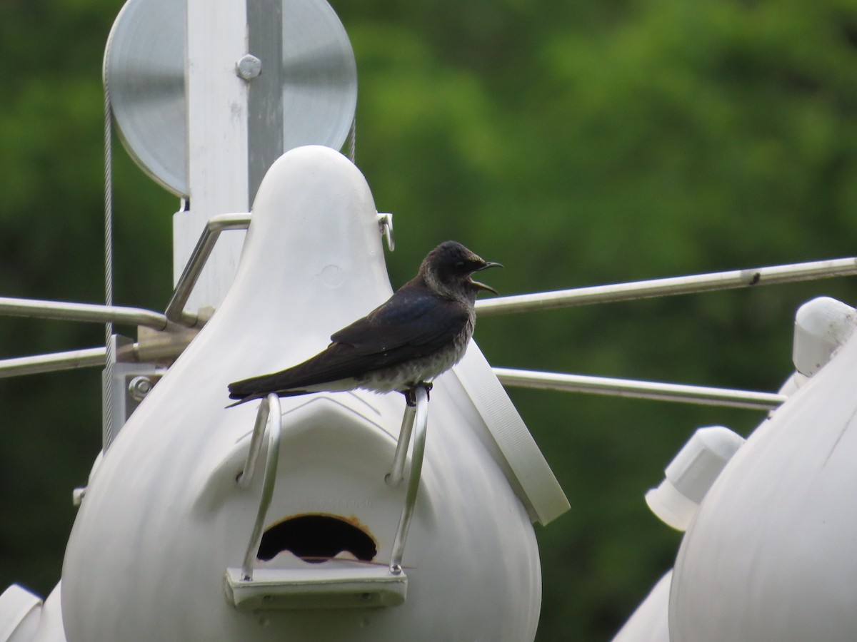 Purple Martin - ML635840022