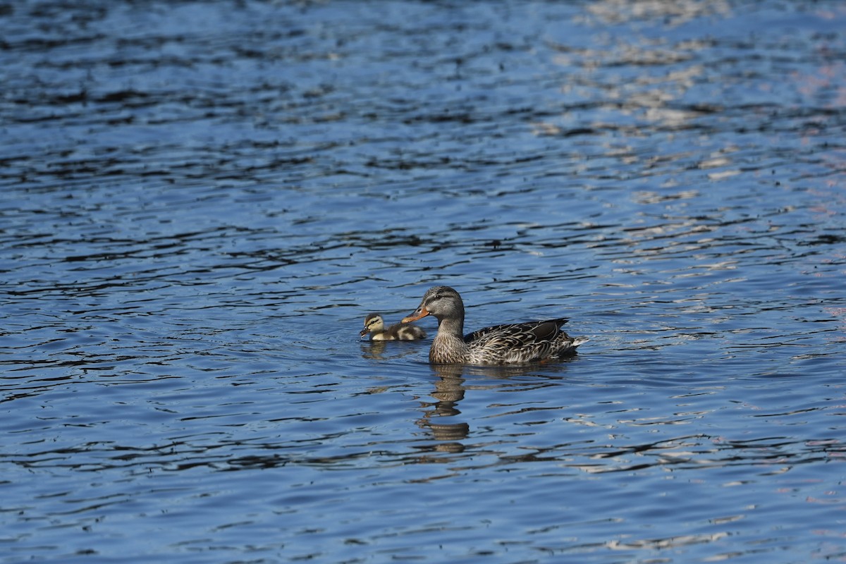 Mallard - ML635840042