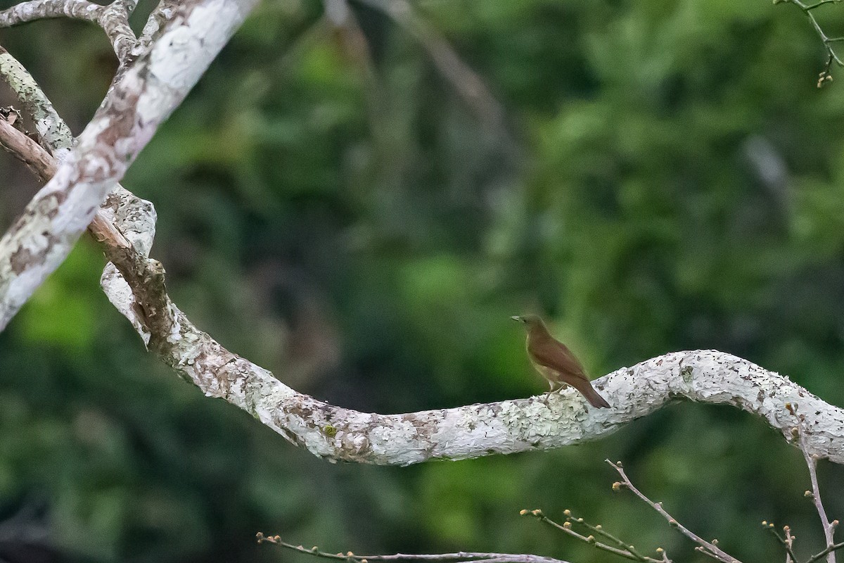 Hauxwell's Thrush - ML635840080