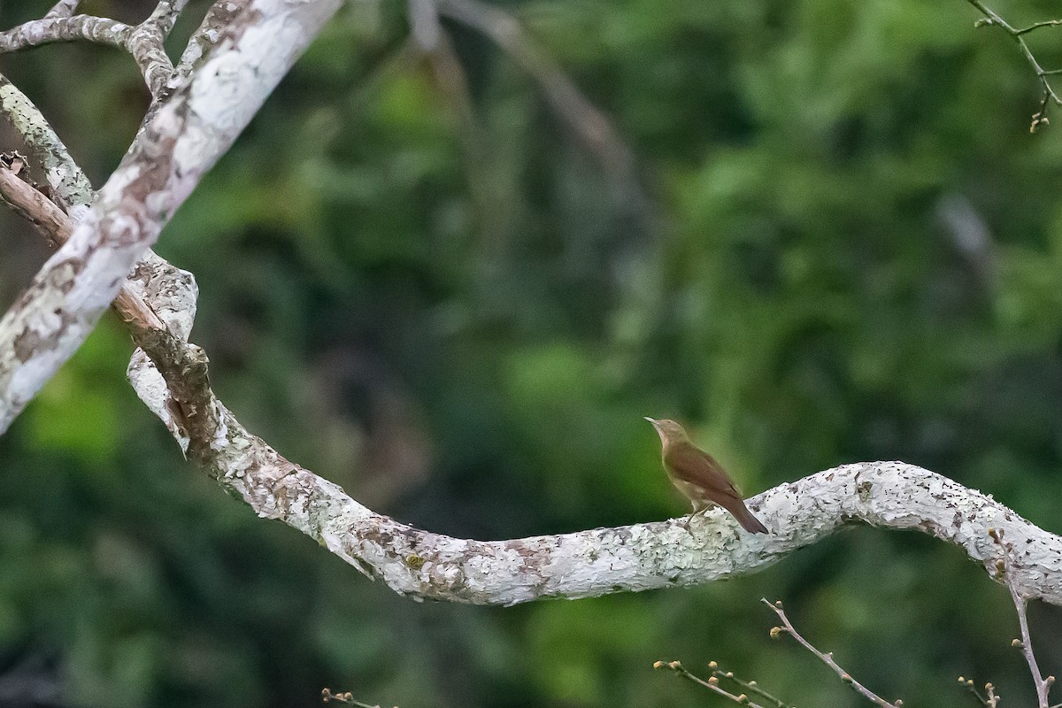 Hauxwell's Thrush - ML635840081