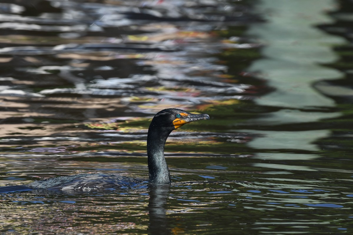 Double-crested Cormorant - ML635840115