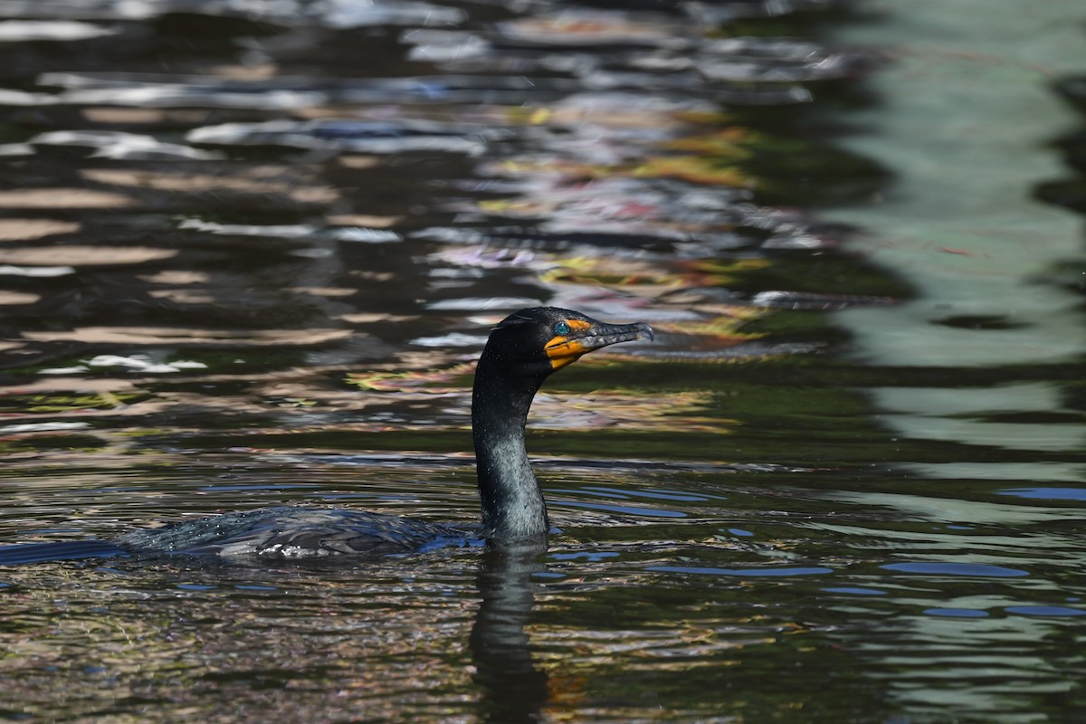 Double-crested Cormorant - ML635840116