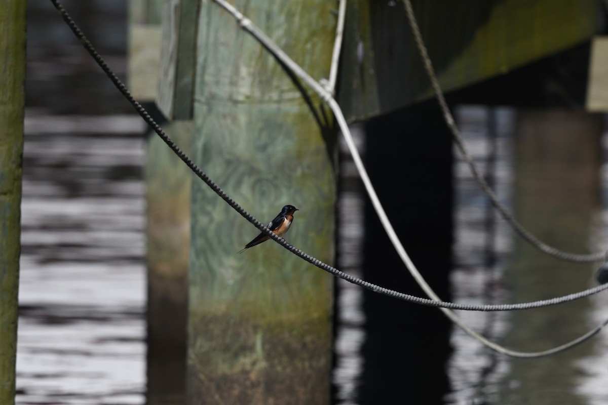 Barn Swallow - ML635840248