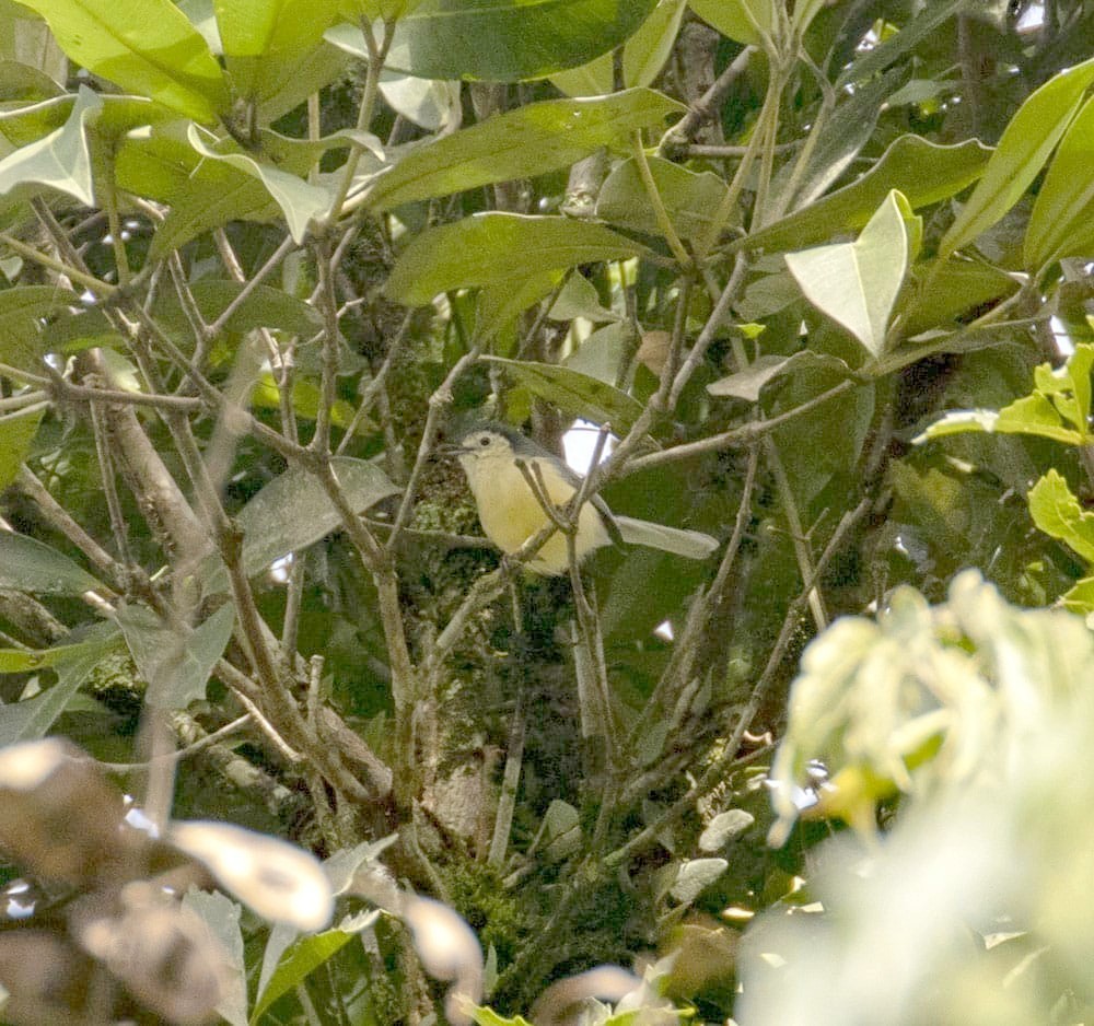 Creamy-bellied Gnatcatcher - ML635840436