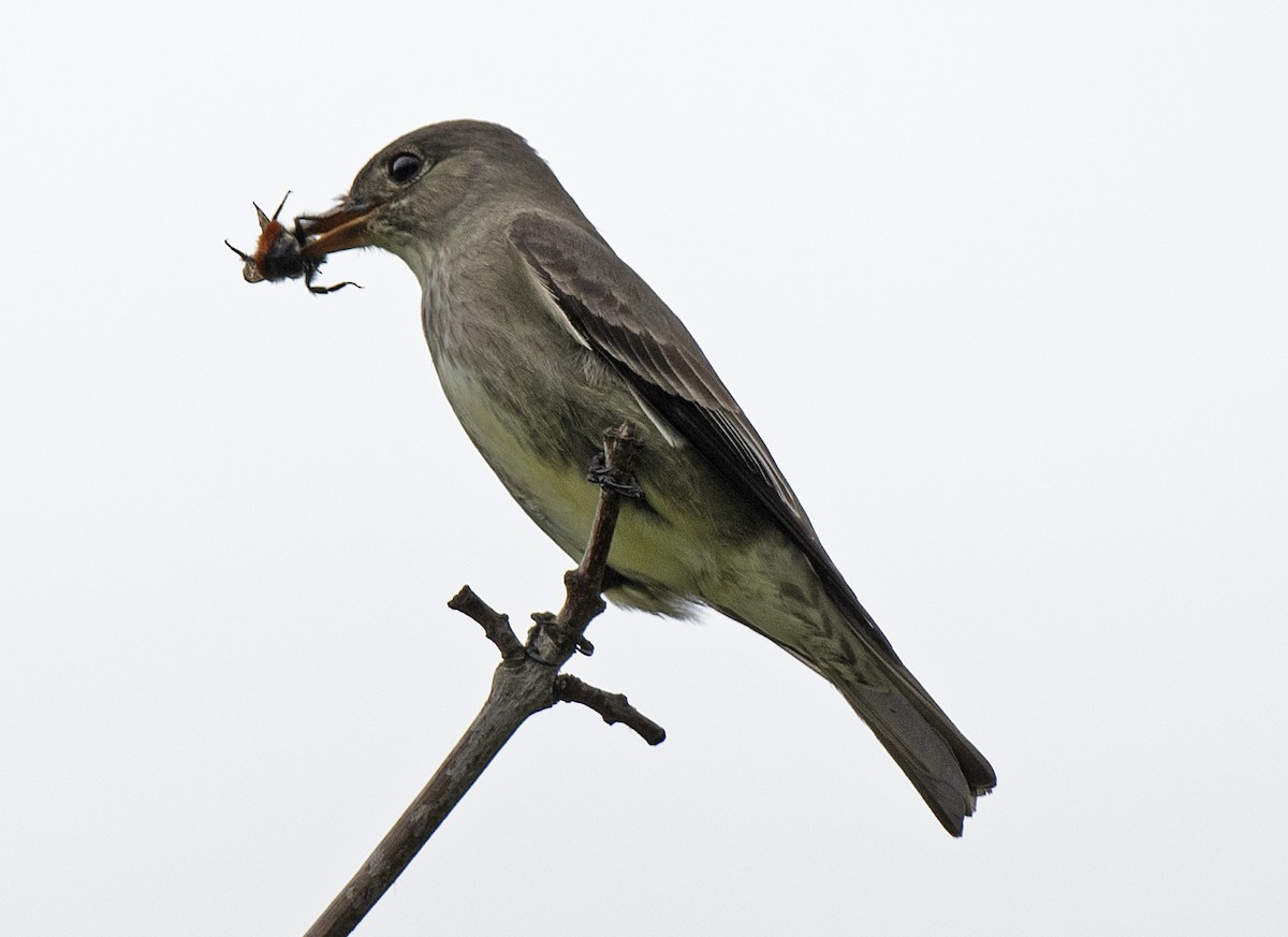 Olive-sided Flycatcher - ML635840543