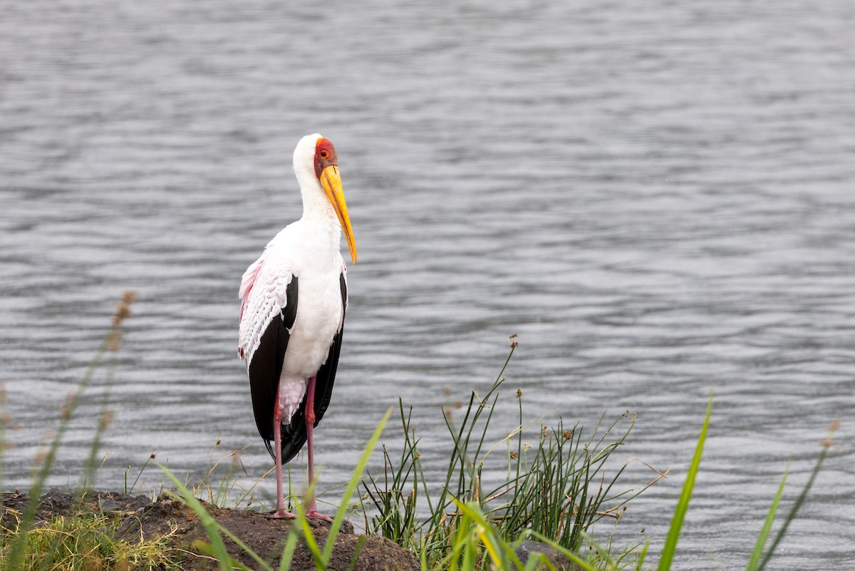 Yellow-billed Stork - ML635840548