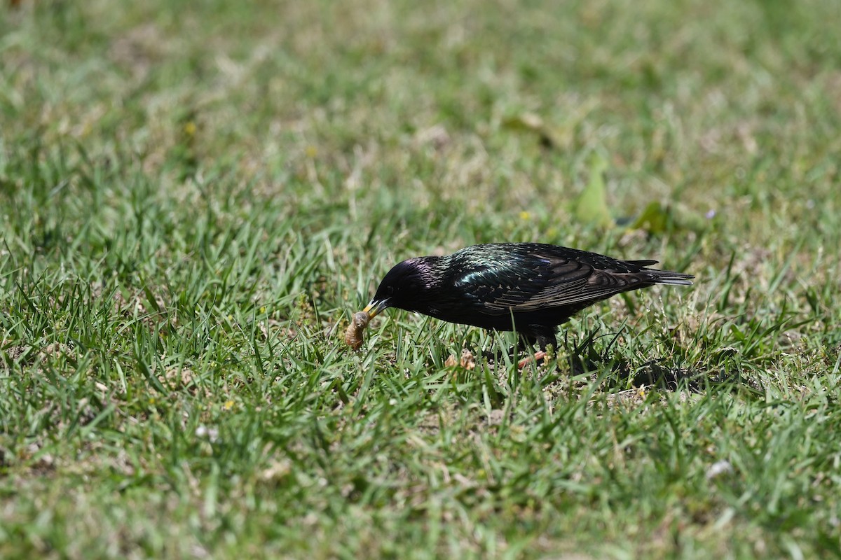 European Starling - ML635840559