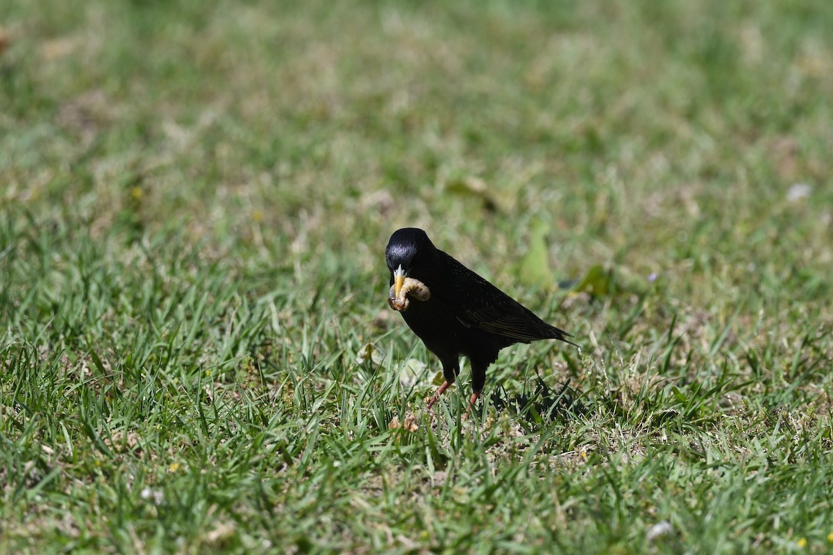 European Starling - ML635840560