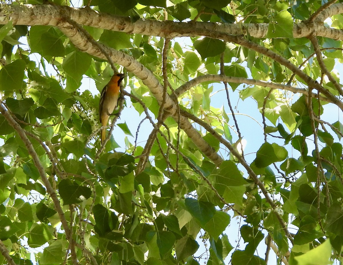 Bullock's Oriole - ML635840740