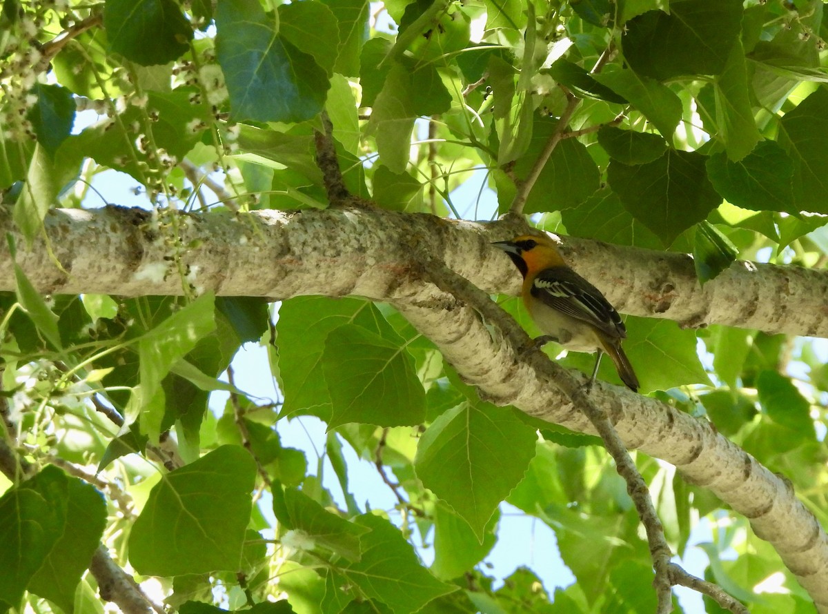 Bullock's Oriole - ML635840741