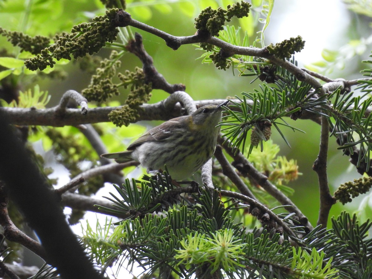 Cape May Warbler - ML635840807