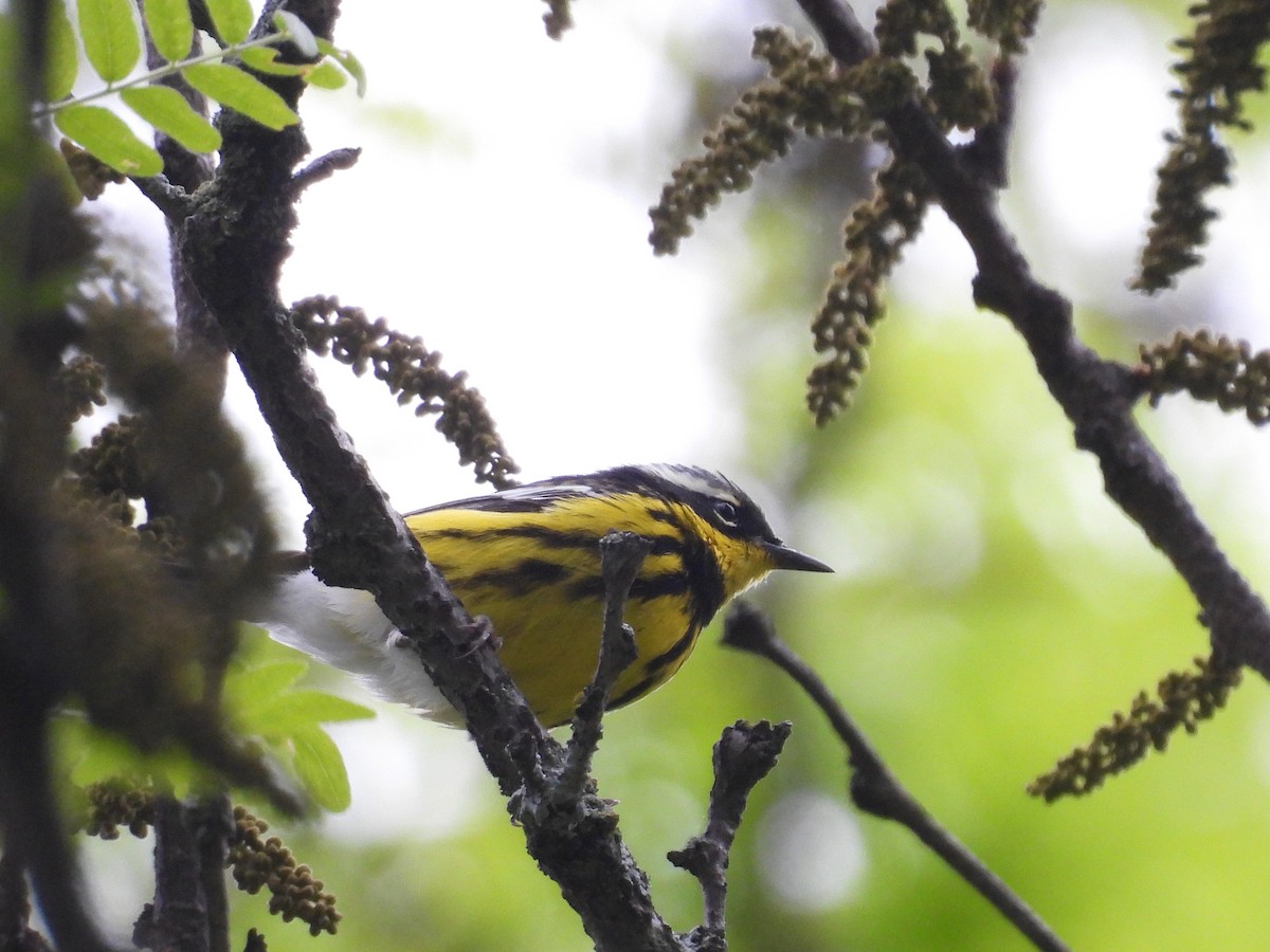 Magnolia Warbler - ML635840816