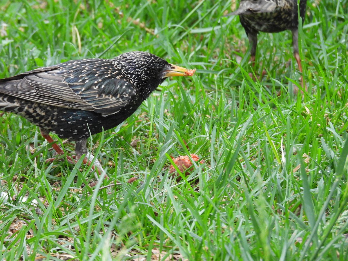 歐洲椋鳥 - ML635840832