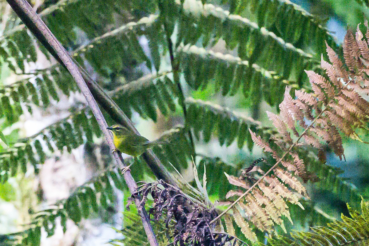 Two-banded Warbler - ML635840893