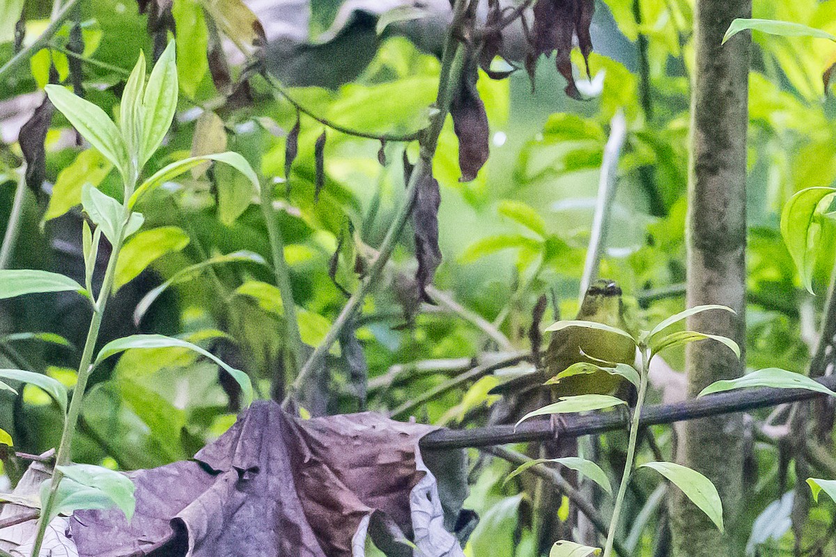 Two-banded Warbler - ML635840895