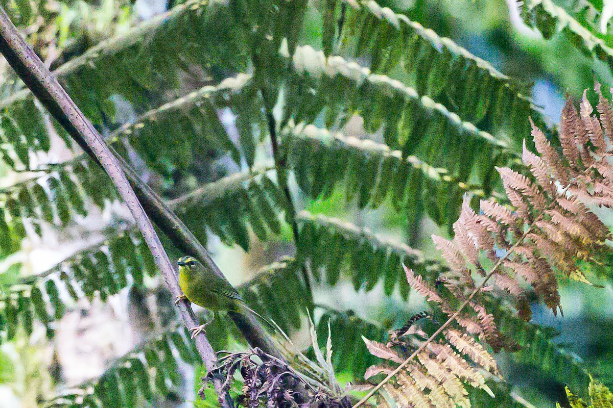 Two-banded Warbler - ML635840898
