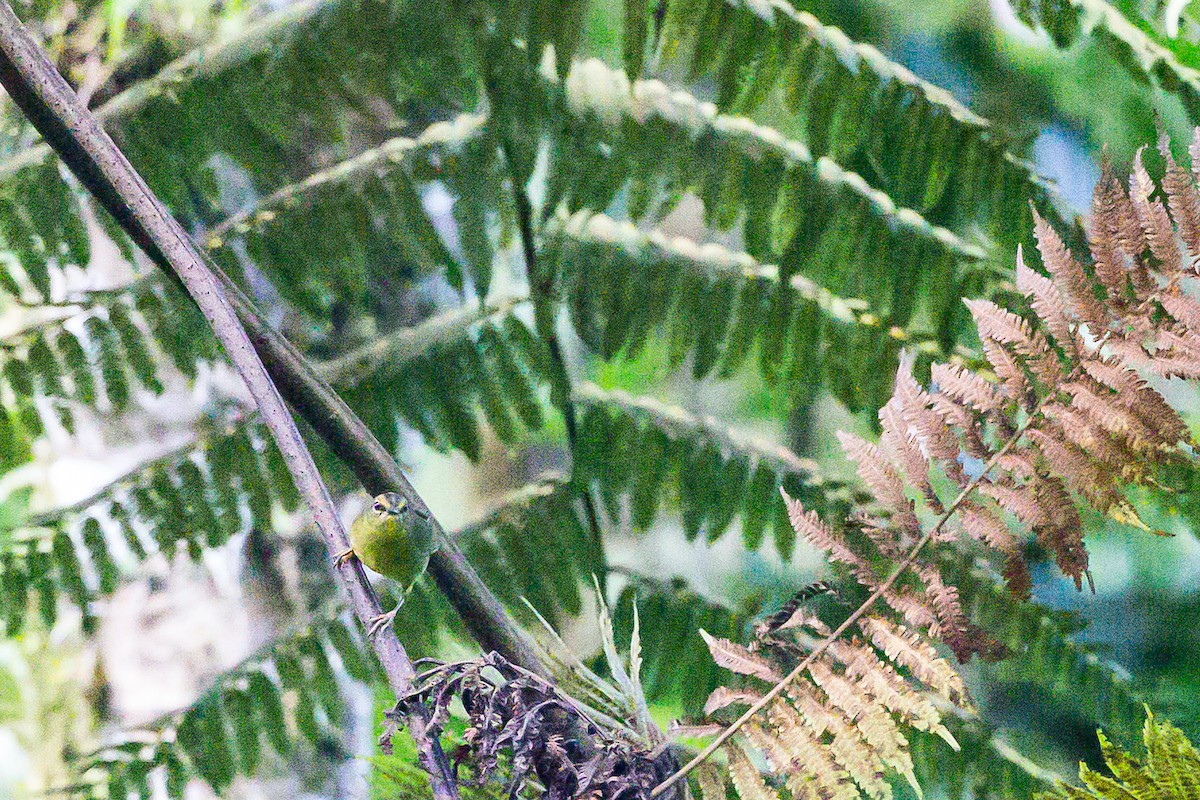 Two-banded Warbler - ML635840899
