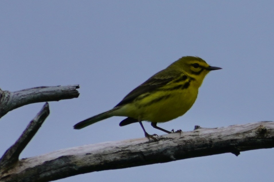 Prairie Warbler - ML635840972