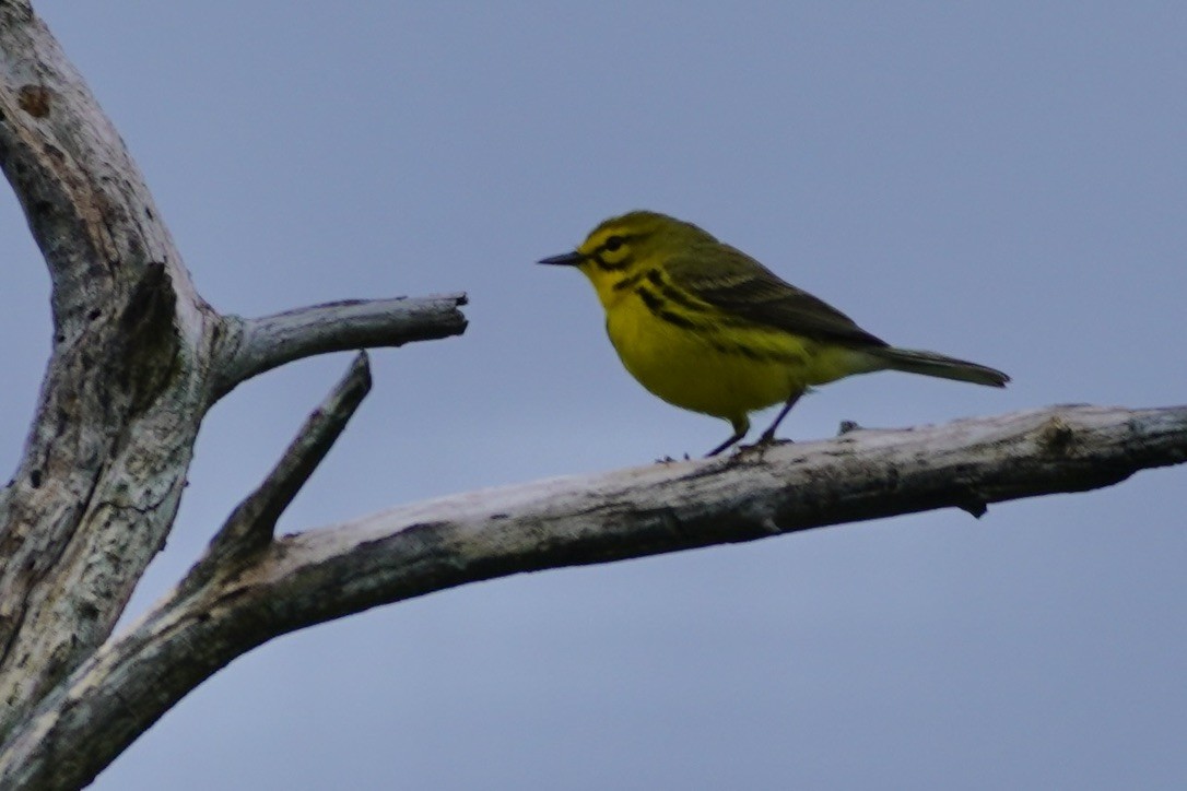 Prairie Warbler - ML635840981