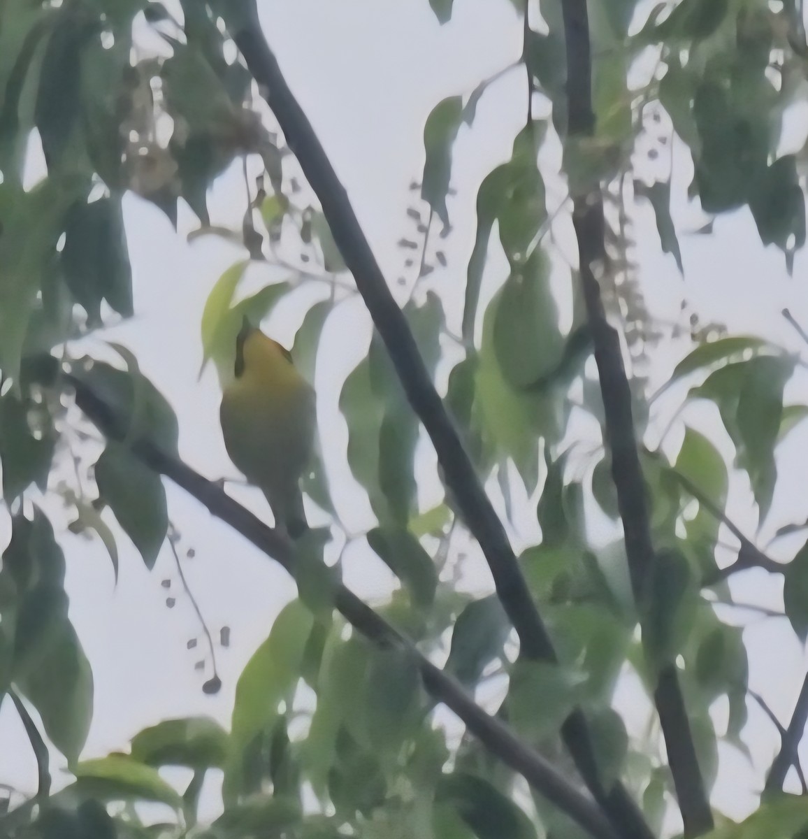 Common Yellowthroat - ML635841120