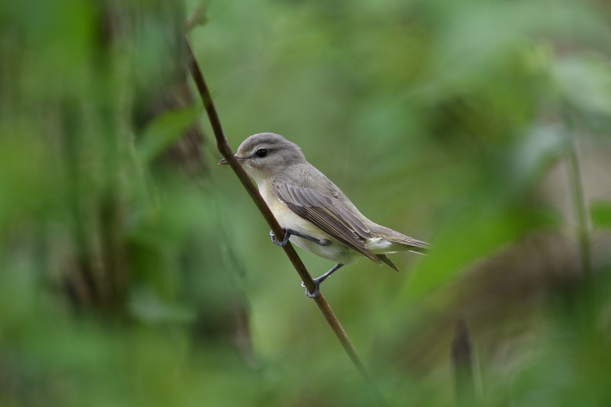 Warbling Vireo - ML635841163