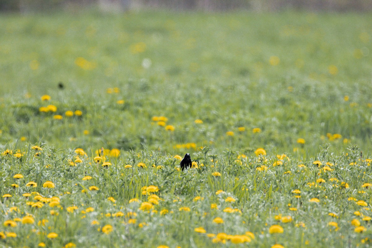 Bobolink - ML635841166