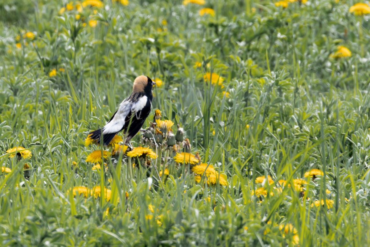 Bobolink - ML635841167