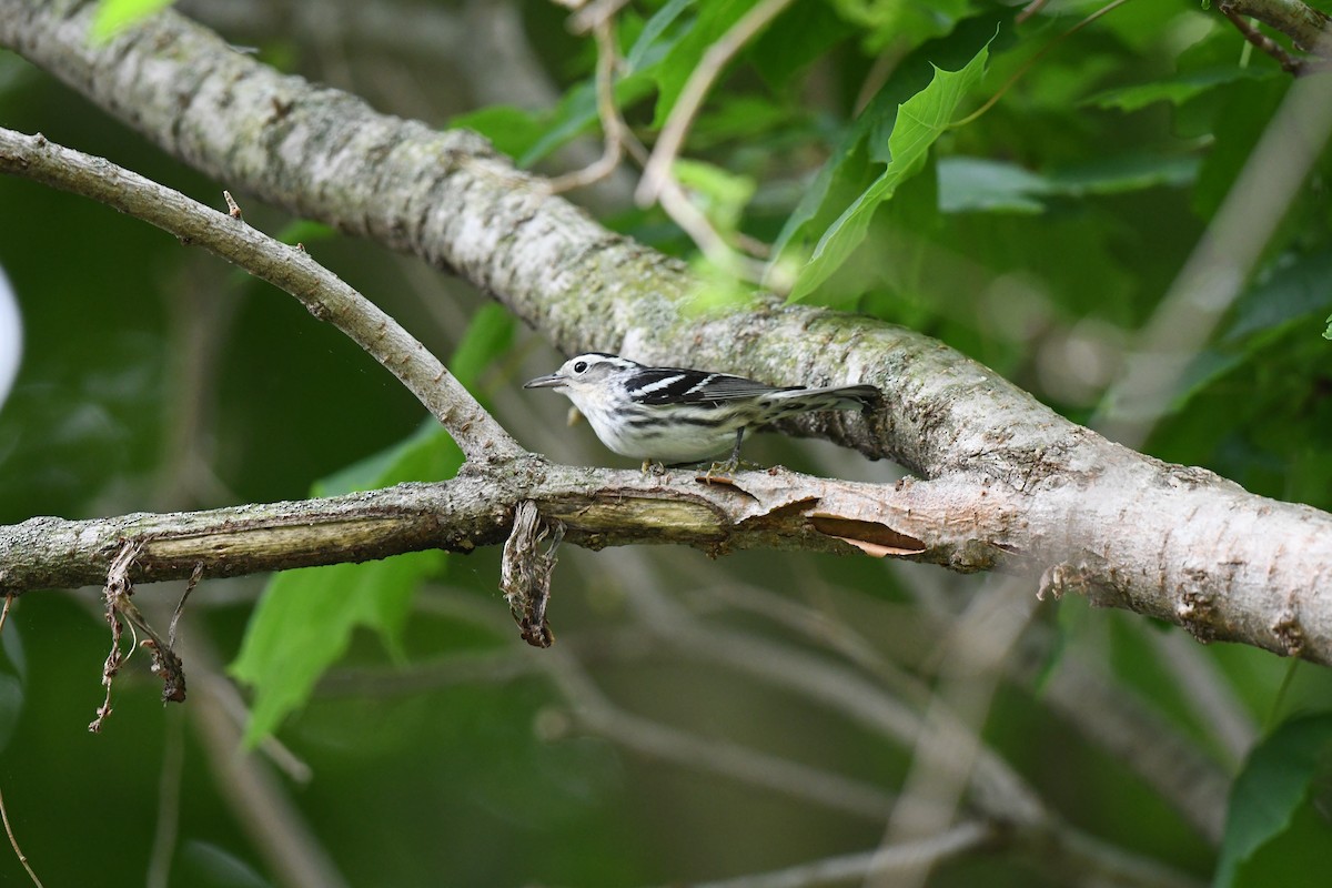 Black-and-white Warbler - ML635841168