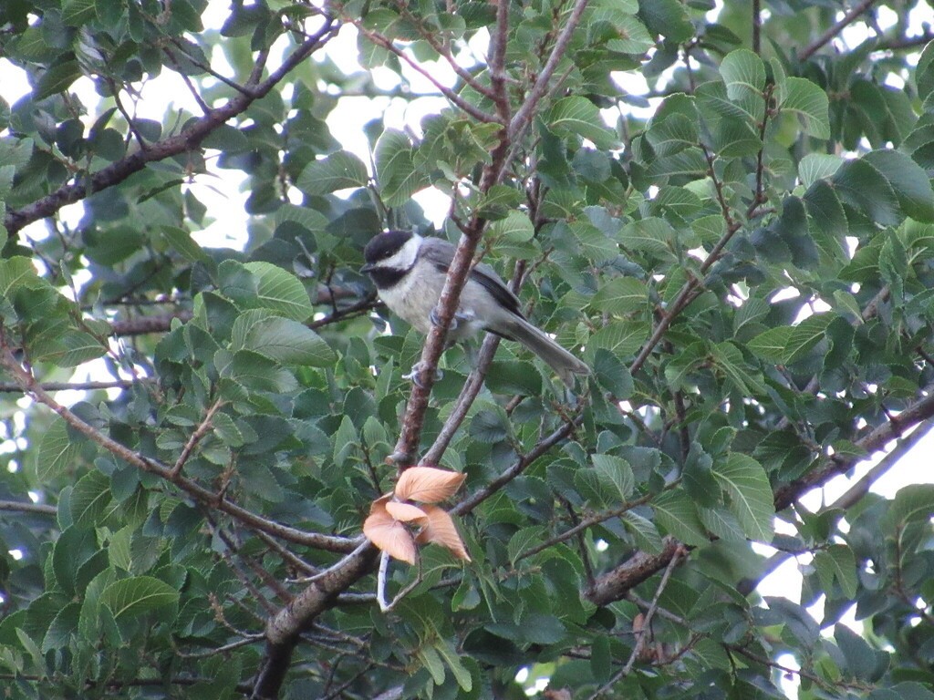 Carolina Chickadee - ML635841195