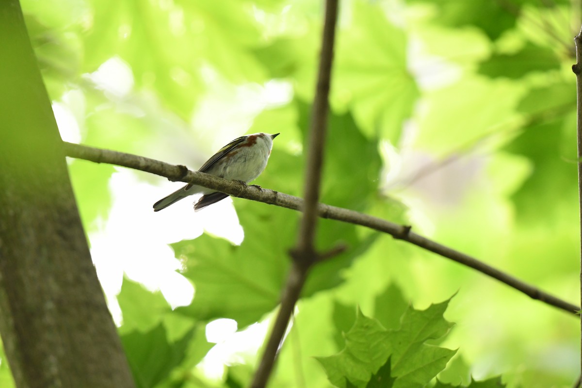 Chestnut-sided Warbler - ML635841205