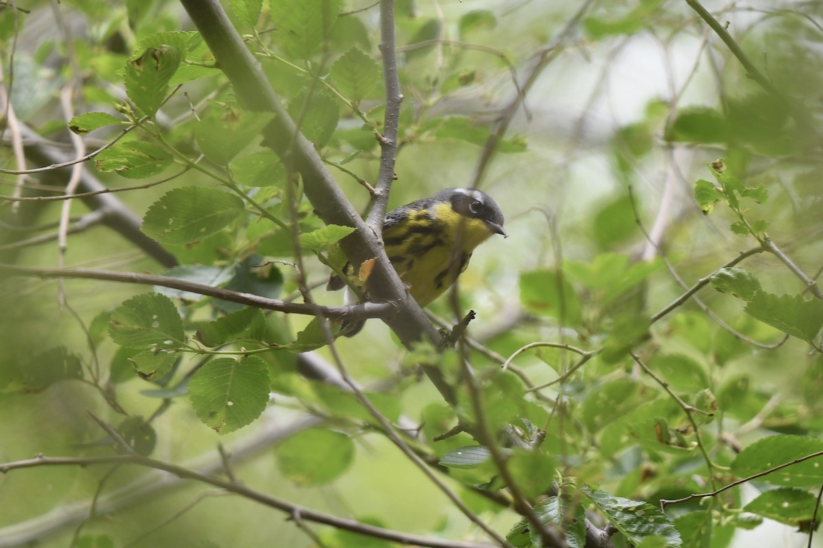 Magnolia Warbler - ML635841210