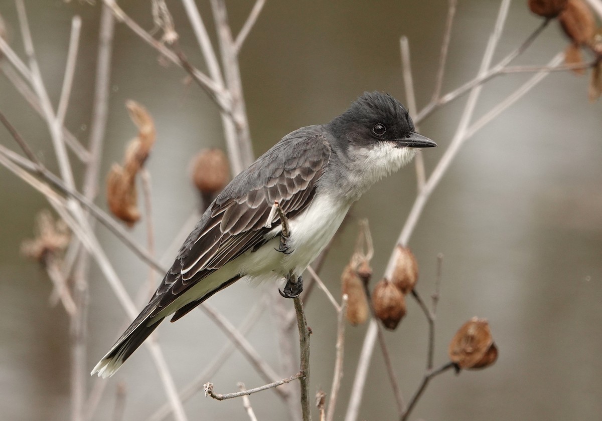Eastern Kingbird - ML635841248