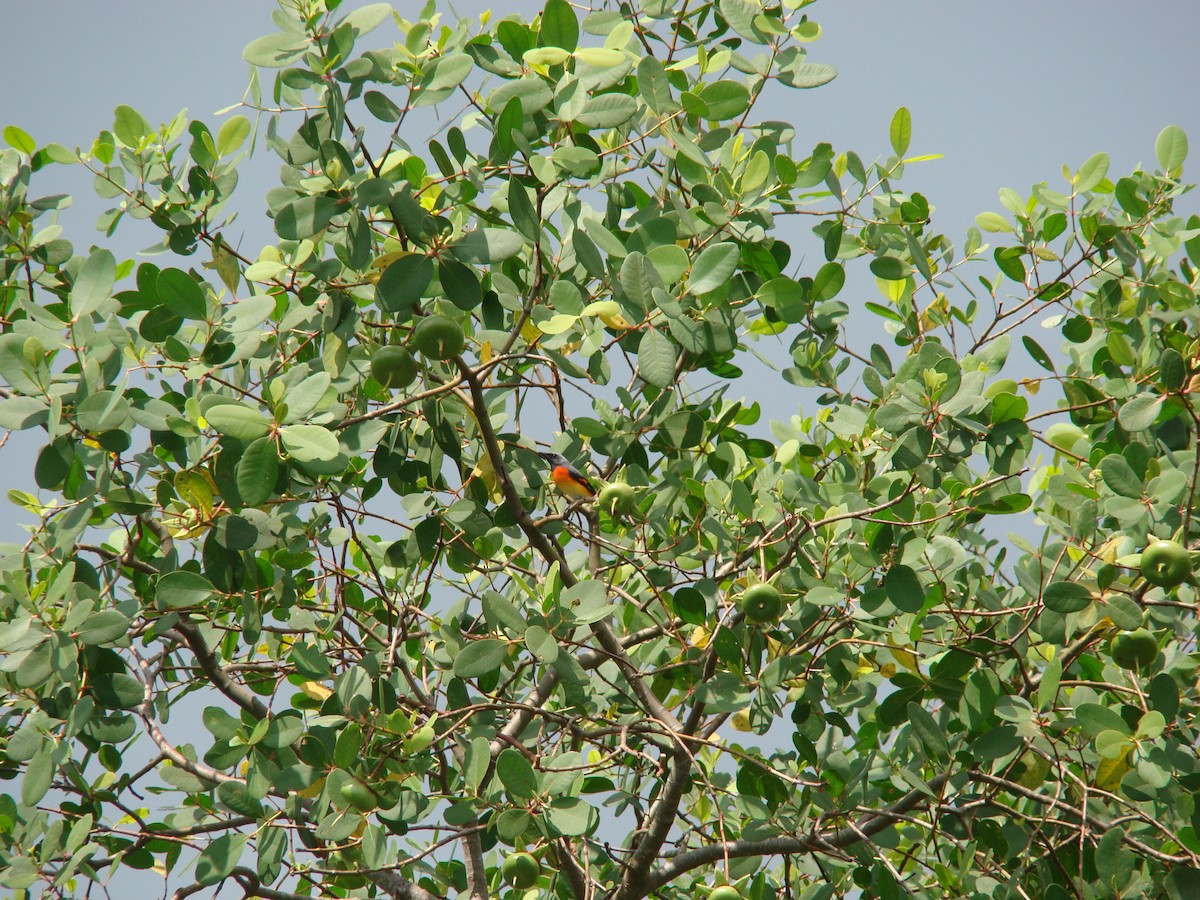 Small Minivet - ML635841253