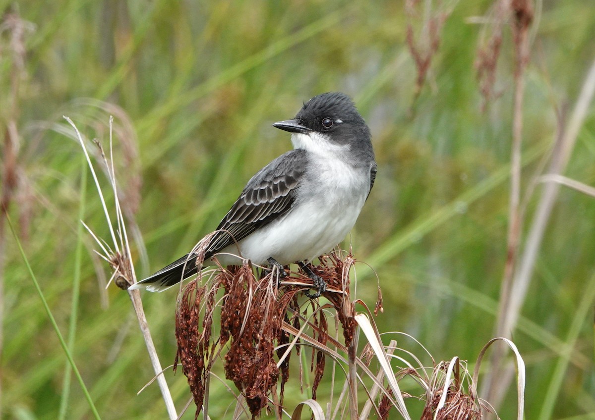 Eastern Kingbird - ML635841254