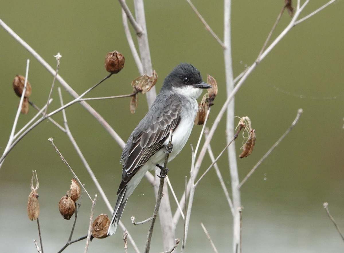 Eastern Kingbird - ML635841277