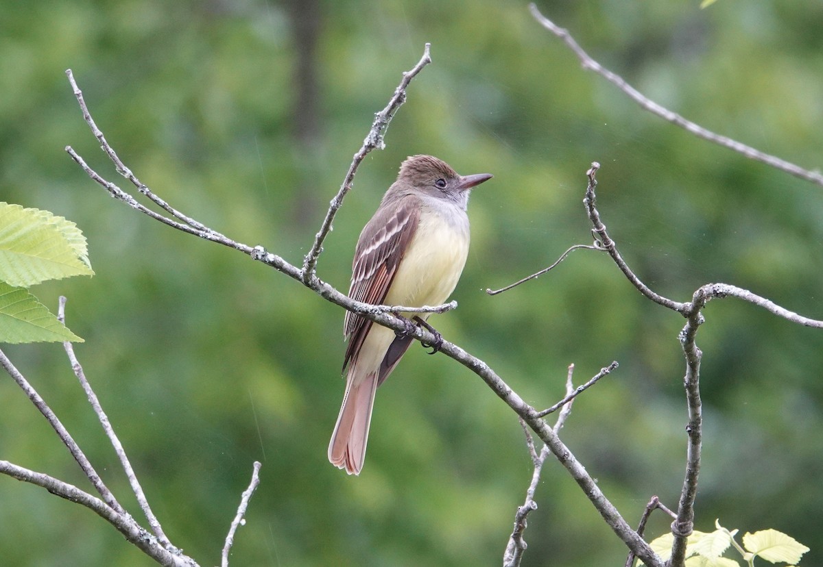 Great Crested Flycatcher - ML635841309