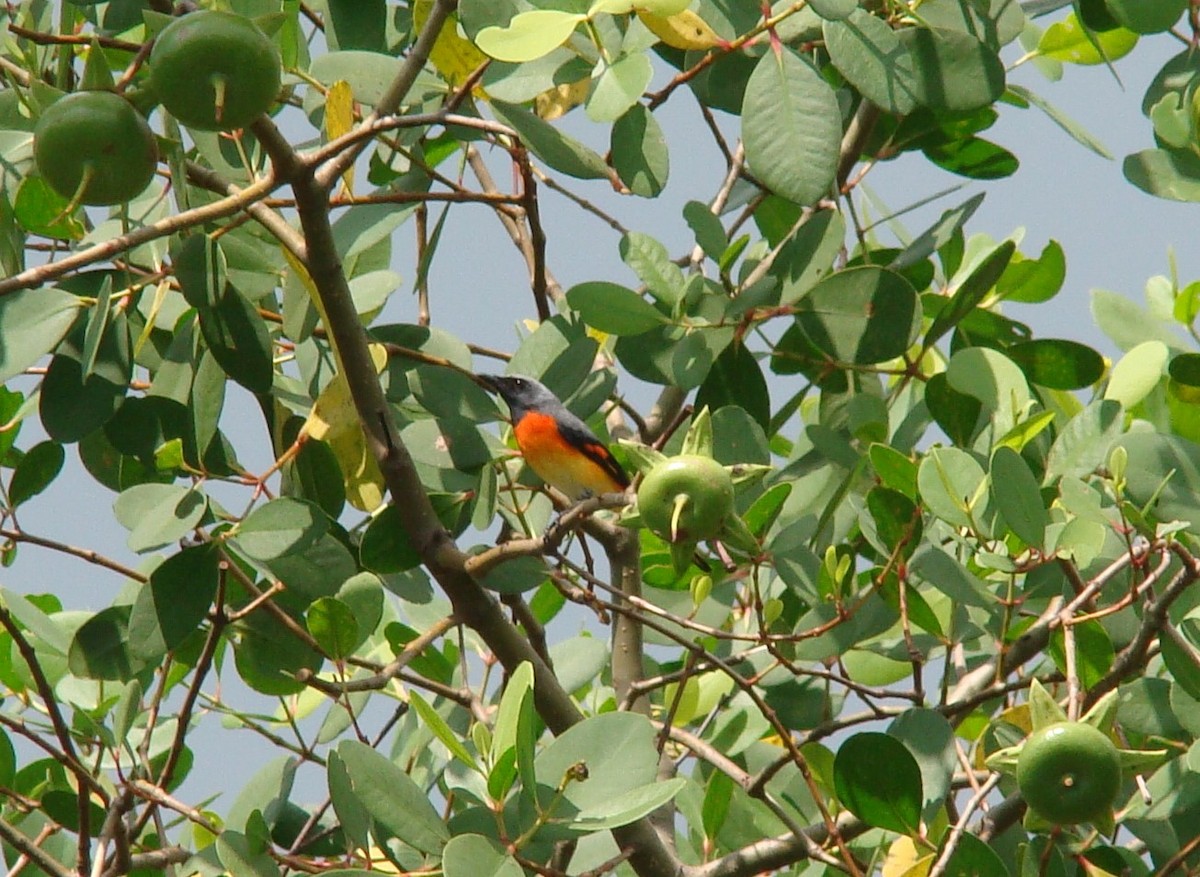 Small Minivet - ML635841320